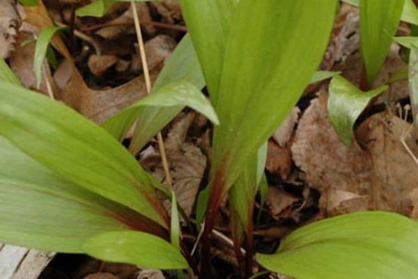 Не могу зайти в кракен