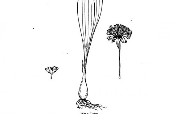 Kraken площадка